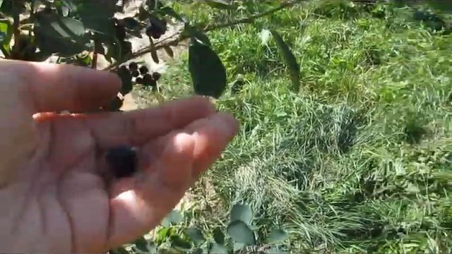 Видеообзор плодоношния ирги канадской, выбираем самый сладкий сорт