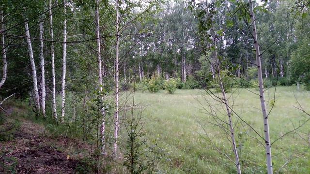 Пение птиц. смотреть онлайн