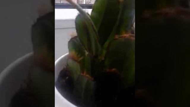 Рипсалидопсис и Шлюмбергера. смотреть онлайн