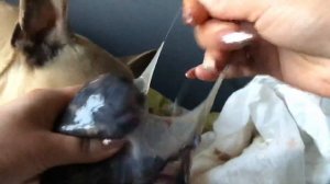 Французский бульдог, естественные роды ! Редкость для этой породы.