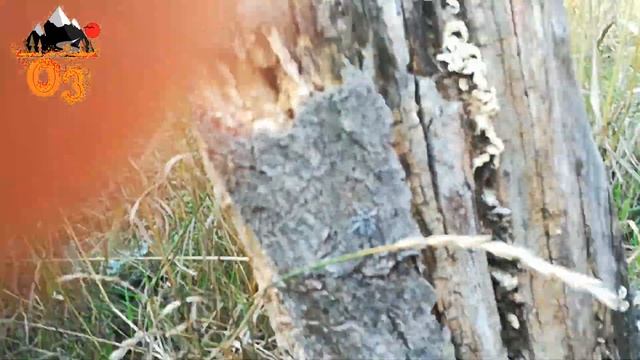 Кто такой ДОЛГОНОСИК?...! смотреть онлайн