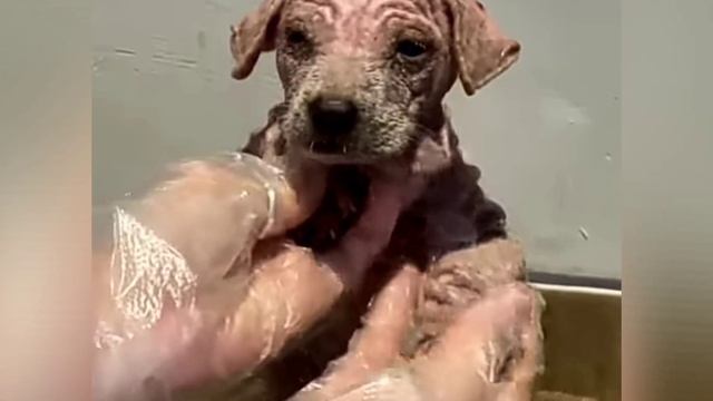 Ещё несколько мгновений, и он испустил бы свой последний вздох