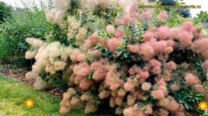 Скумпия кожевенная Янг Леди. Краткий обзор, описание характеристик cotinus coggygria Young Lady