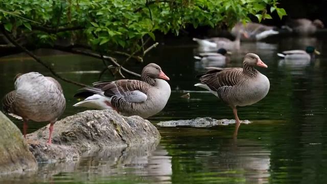 Интересные факты про гуся(Interesting facts about the goose). смотреть онлайн
