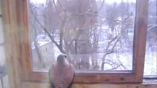 Сокол-орель-хищник на моем балконе) смотреть онлайн