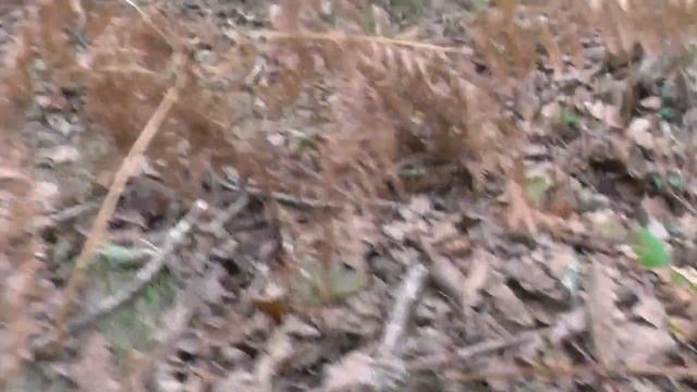 BOLETUS AEREUS a 1 de septiembre de 2022 смотреть онлайн