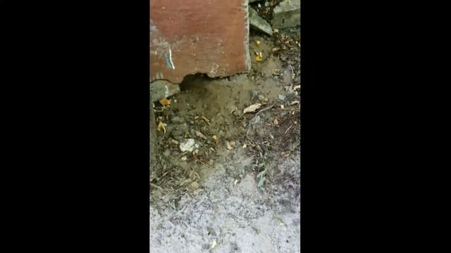 Ласка спасает своего детёныша смотреть онлайн