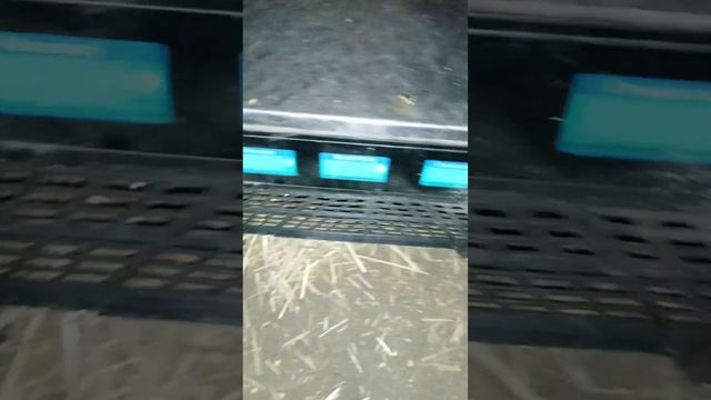 Рецепт гранулы для кроликов. Привесы молодняка в 65 дней и 50 дней. часть 1 смотреть онлайн