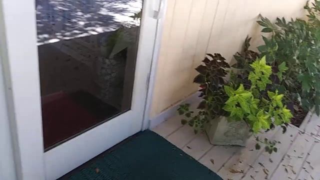 Coleus color and texture смотреть онлайн