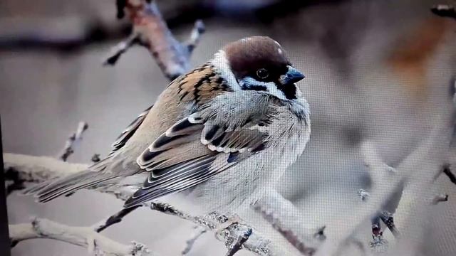 (1) Кап-кап, я - капель! Видео-стихотворение. Учим текст и потом поём песенку. смотреть онлайн