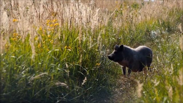 Свинья не уступила дорогу Всё равно я тебя люблю смотреть онлайн
