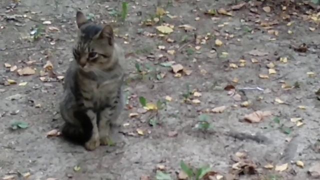 К чему кот умывается? Примета днЯ? смотреть онлайн