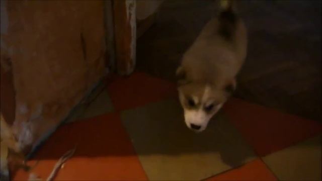 Husky puppy смотреть онлайн
