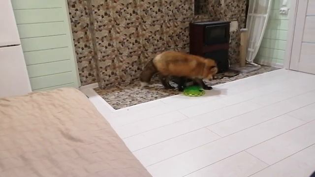 Больно ли кусается лиса. Лиса Есения. смотреть онлайн