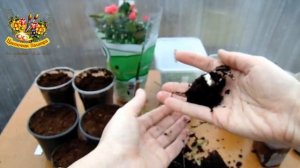 ЛИЛЕЙНИКИ ИЗ СЕМЯН ! Выращиваем лилейники семенами ,часть 3 ПИКИРОВКА .