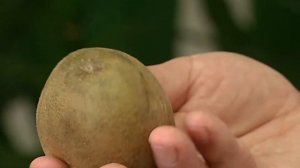 Определяем с экспертами какой гумат калия для подготовки картофеля лучше