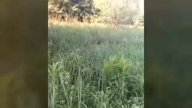 САМАРСКОЕ ЗАВОЛЖЬЕ! смотреть онлайн