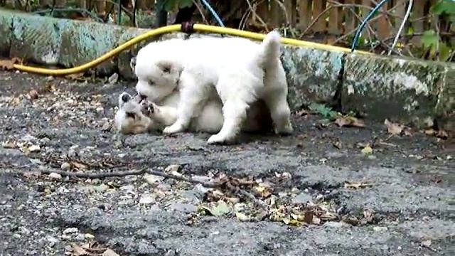 Щенки Акуша смотреть онлайн