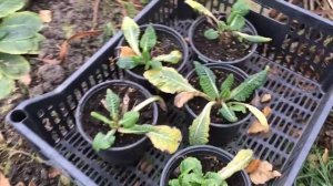 Зимовка Примулы Беларина.#Примула #Беларина #Зимовка