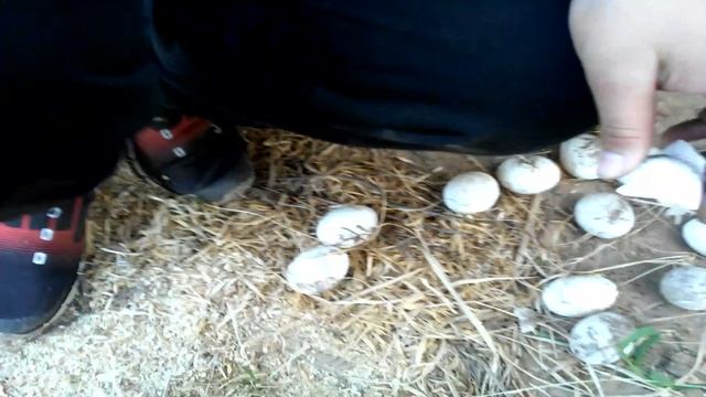 тухлые яйца смотреть онлайн