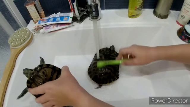 Как мыть ? черепаху ? (Красноухую) #черепахи #черепах #Красноухая #черепашка #красноухаячерепаха смотреть онлайн