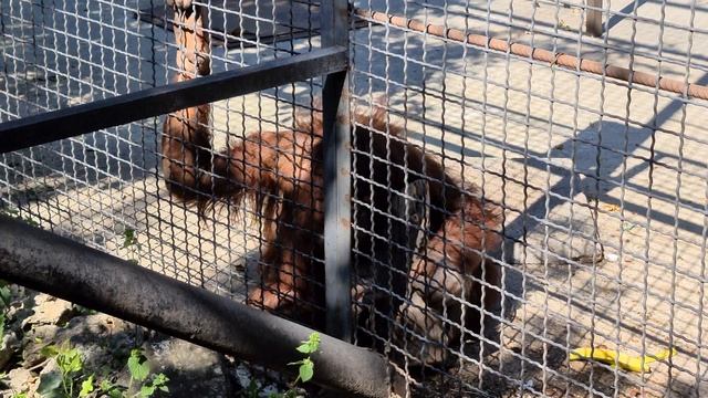 Дана культурно съела банан) Тайган смотреть онлайн