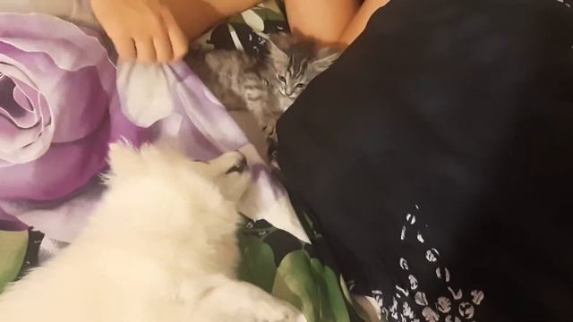 Шпиц Ёсик и котёнок Кит играют перед сном и после😆 смотреть онлайн