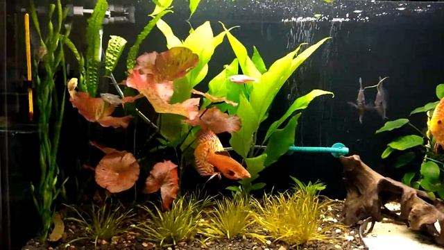 Хочу знать ваши мнения и впичутления от аквариума. смотреть онлайн