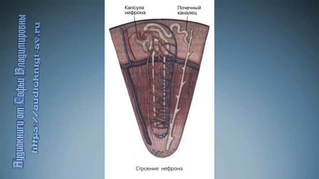 Биология 8 класс $33 Выделение и его значение Органы мочевыделения смотреть онлайн