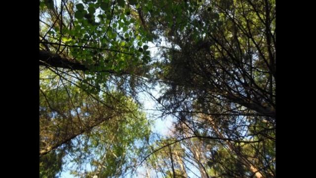 Боевым награждается орденом.mp4 смотреть онлайн