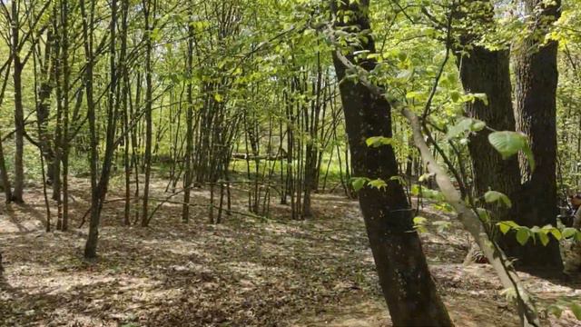 Тугановичский парк и Дубы-близнецы "Тугановичские" смотреть онлайн