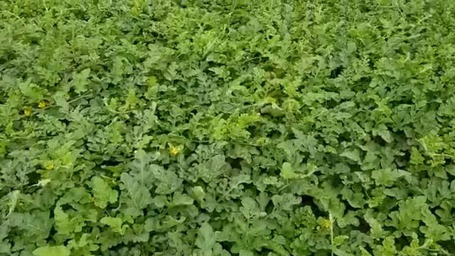 Каристан суходол смотреть онлайн