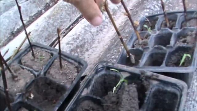 Ива козья не укоренилась смотреть онлайн