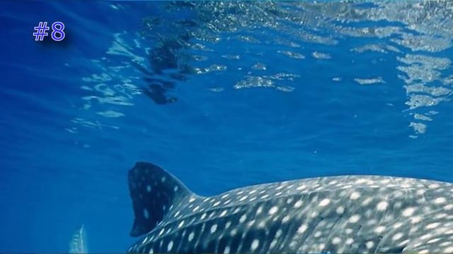 15 BIGGEST ANIMALS IN THE WORLD. Sensation