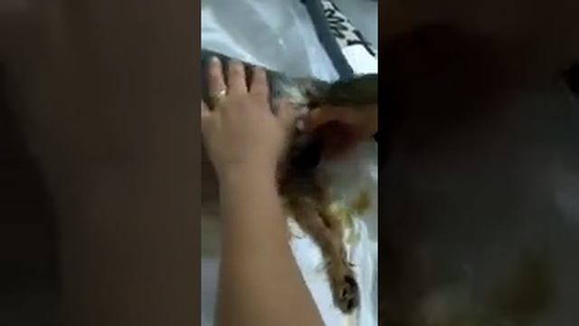 Сложные роды. Йорк. Идут 2 пузыря сразу. 1 часть смотреть онлайн