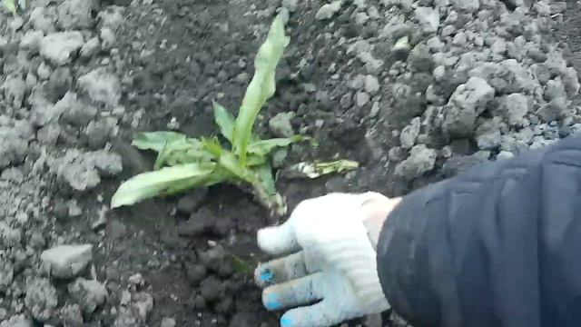 Ёжики для мотоблока пропалываем смотреть онлайн