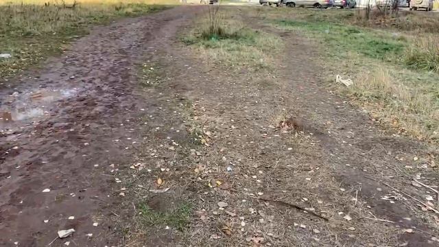 ОКРАИНЫ ИЖЕВСКА. Сельхозвыставка — СХВ. Самый отдалённый район смотреть онлайн