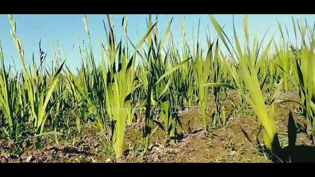 How to make money by cultivating gladiolus flowers 2023 | how to make money online 2023 смотреть онлайн