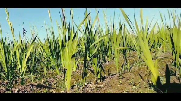 How to make money by cultivating gladiolus flowers 2023 | how  to make money online 2023