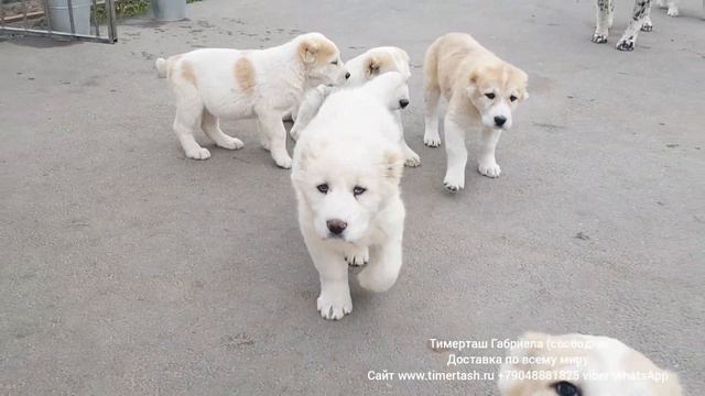 sale продажа ТИМЕРТАШ ГАБРИЕЛА 2 месяца дочь ЖАСИ и ХАЗАРА Вопросы по +79048881825 viber whatsapp смотреть онлайн