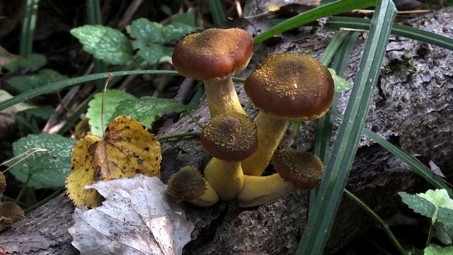 ЗА ТОЛСТОНОГИМИ ОПЯТАМИ смотреть онлайн