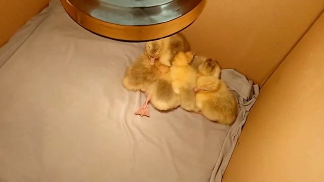 Прапойка гусят МЁДОМ ? смотреть онлайн