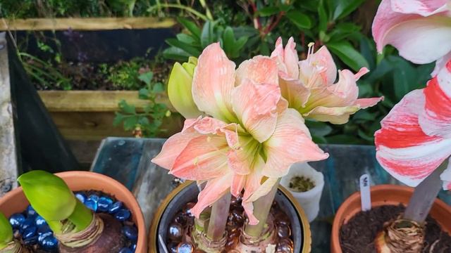 My Dahlias And Amaryllis Or Hippeastrum смотреть онлайн