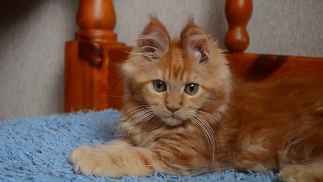 Кошечка Мейн кун,возраст 2 месяца. По ходу скрестили льва и зайца)) смотреть онлайн