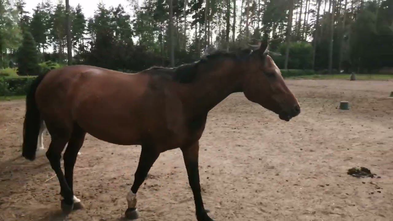 Алабай и лошади - 2 смотреть онлайн