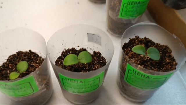 Черенки петунии и др. цветочки. 1 февраля 24 г.