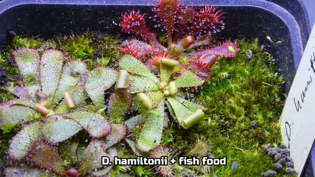 Drosera hamiltonii eats fish food -timelapse/D.hamiltonii reagiert auf Fischfutter Zeitraffer смотреть онлайн