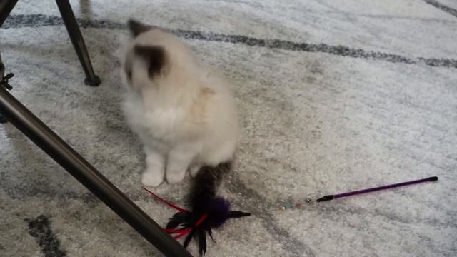 3 month Ragdoll kitten first time playing with teaser toy in forever home part 1 смотреть онлайн
