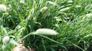 Зайцехвост лагурус : о культуре, посадке, уходе , подкормках и особенностях растения // 2023г