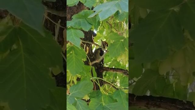 Птенец дятла. Звуки дятла. Крик птенца дятла. смотреть онлайн